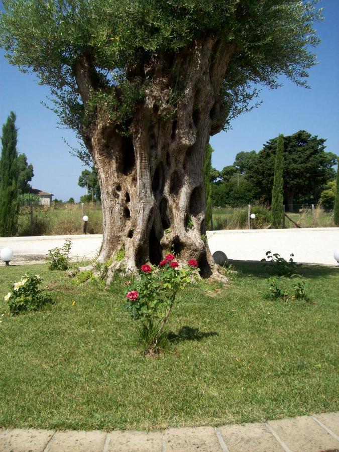 Il Vivaio Villa Tarquinia Exteriör bild