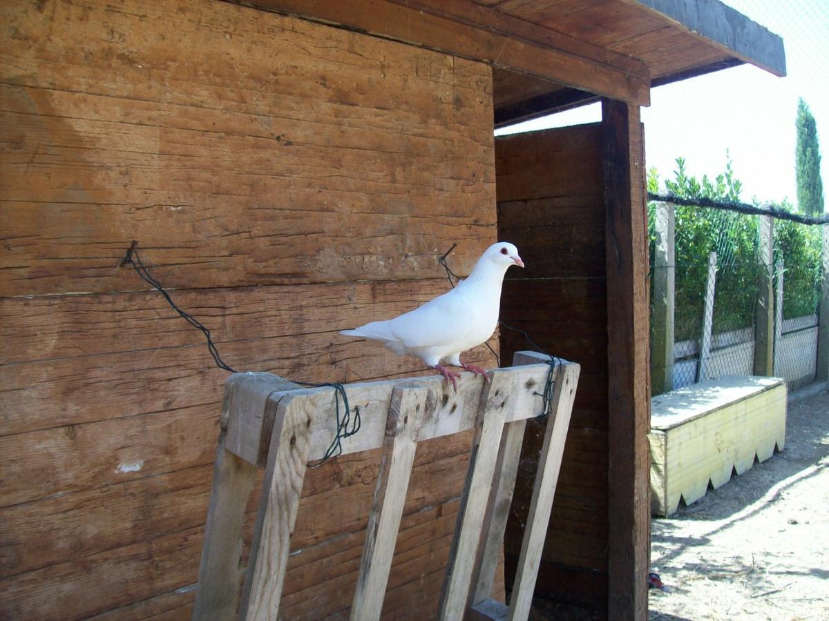 Il Vivaio Villa Tarquinia Exteriör bild